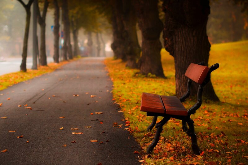 Wooden Bench in Park — Brown, Serene, Autumn, Photograph, Path