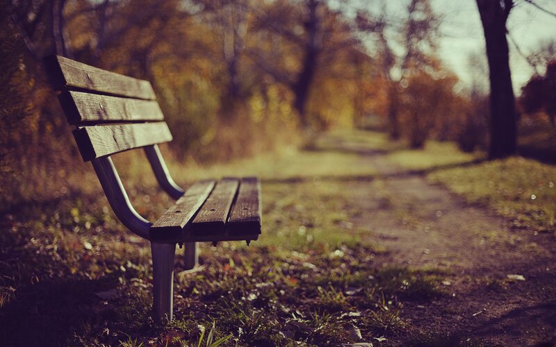 Wooden Bench in Park — Brown, Serene, Autumn, Photograph, Path, Trees