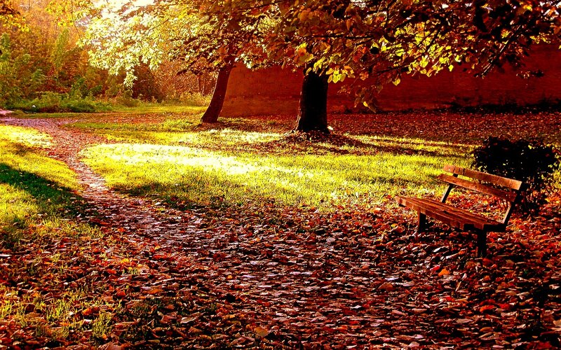 Wooden Bench in Park — Brown, Serene, Autumn, Photograph, Tree, Path, Leaves, Yellow