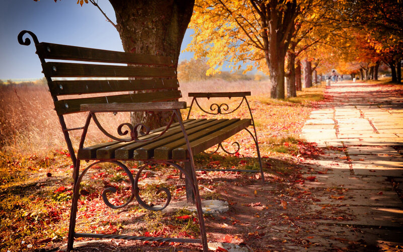 Wooden Bench in Park — Brown, Serene, Autumn, Photograph, Tree, Path