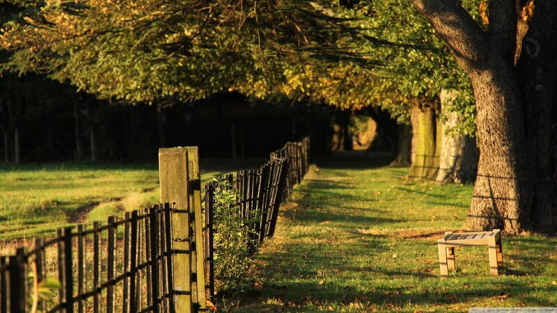 Wooden Bench in Park — Green, Serene, Afternoon, Photograph, Fence, Trees