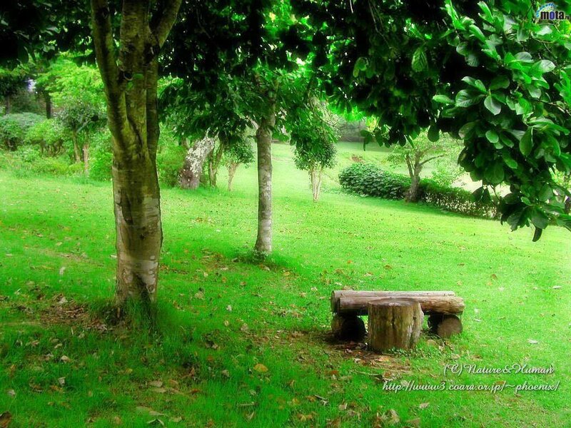 Wooden Bench in Park — Green, Serene, Afternoon, Photograph