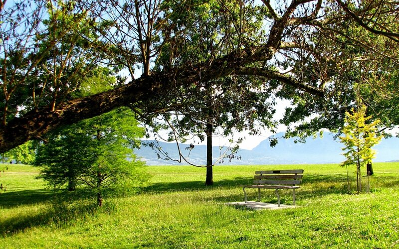 Wooden Bench in Park — Green, Serene, Afternoon, Photograph, Tree, Grass, Mountains
