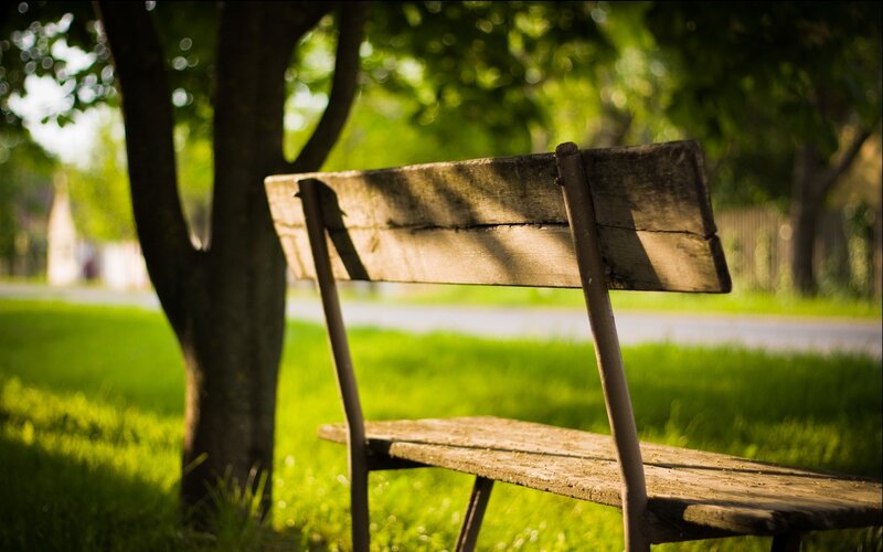 Wooden Bench in Park — Green, Serene, Afternoon, Photograph, Tree, Grass, Path, Brown