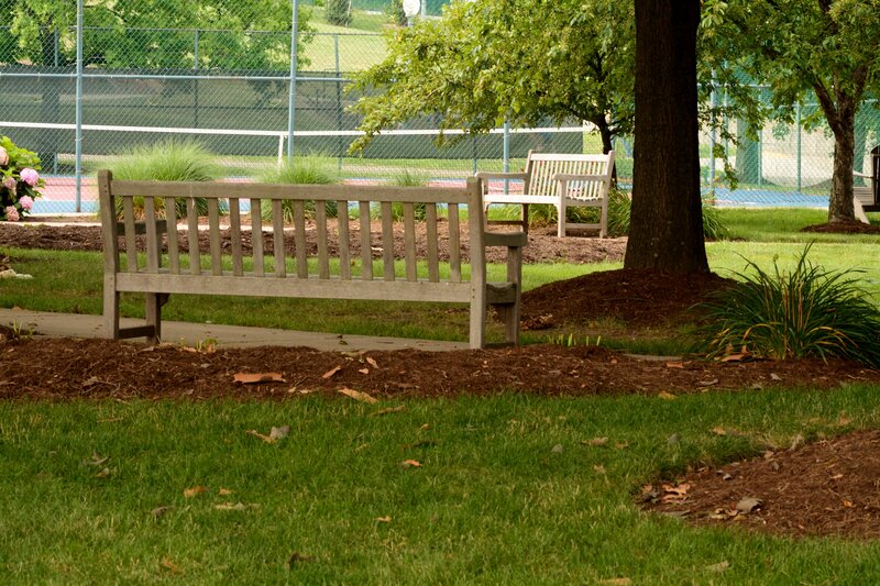 Wooden Bench in Park — Green, Serene, Afternoon, Photograph, Tree