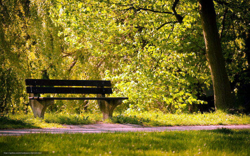 Wooden Bench in Park — Green, Serene, Afternoon, Photograph, Trees, Grass, Path