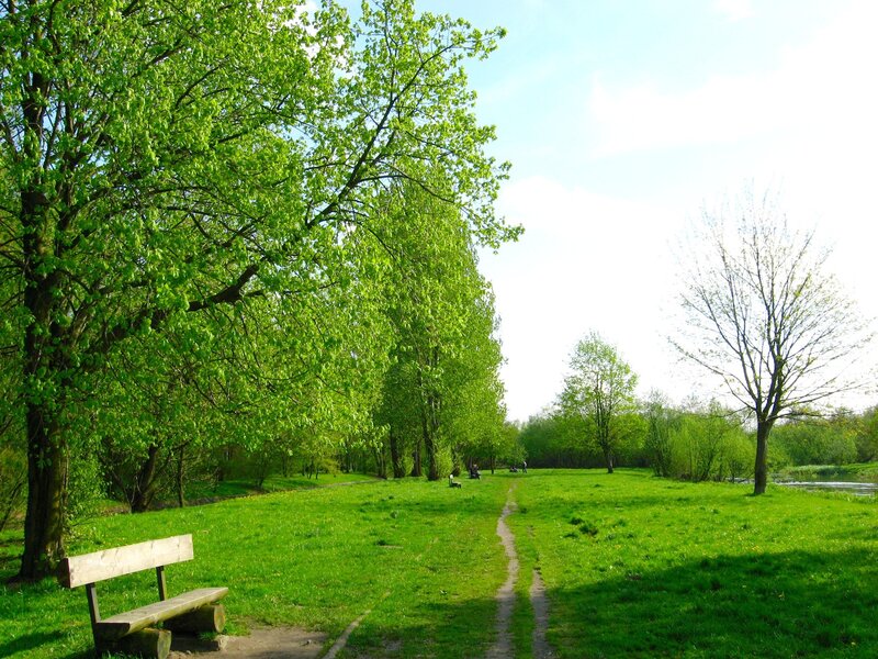 Wooden Bench in Park — Green, Serene, Afternoon, Photograph, Trees, Path