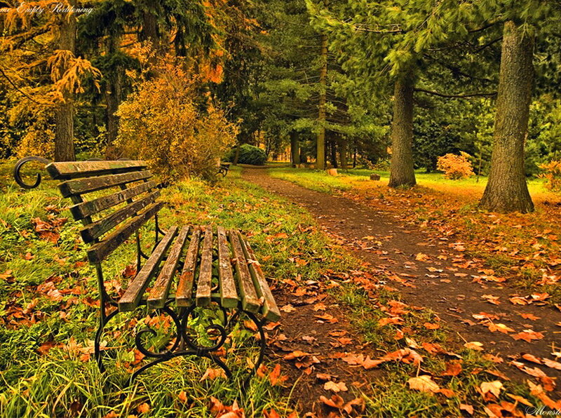 Wooden Bench in Park — Green, Serene, Autumn, Photograph, Path