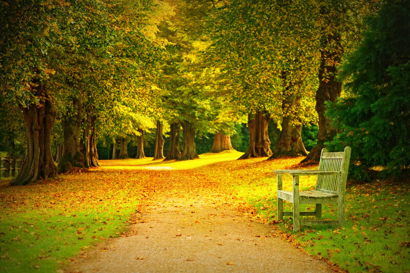 Wooden Bench in Park — Green, Serene, Autumn, Photograph