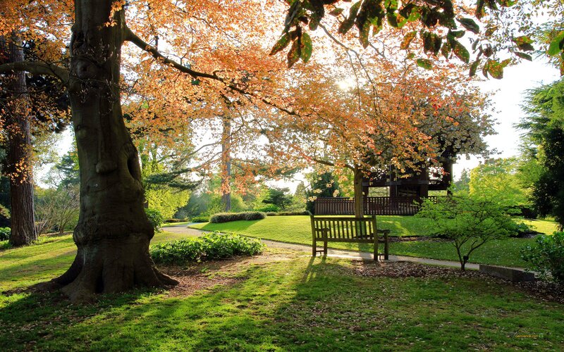 Wooden Bench in Park — Green, Serene, Autumn, Photograph, Tree, Path