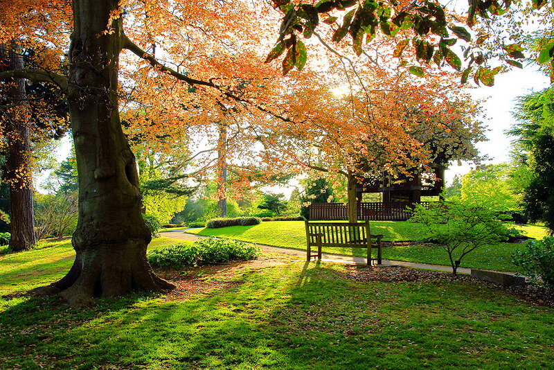 Wooden Bench in Park — Green, Serene, Autumn, Photograph, Tree