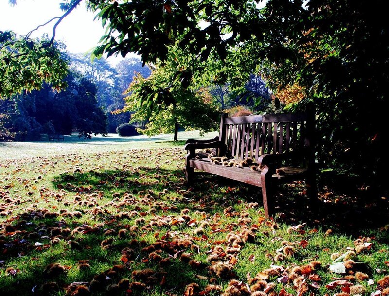 Wooden Bench in Park — Green, Serene, Autumn, Photograph, Trees, Chestnuts