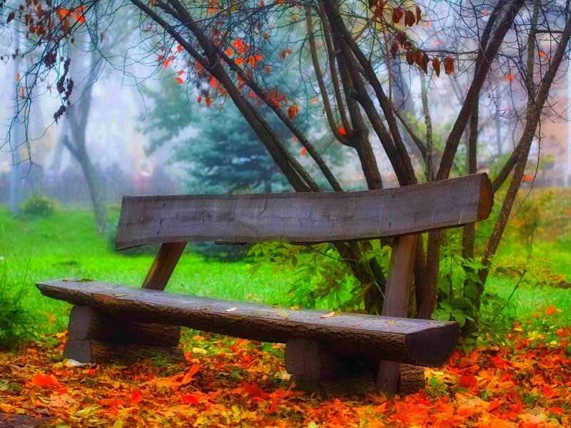 Wooden Bench in Park — Green, Serene, Autumn, Photograph, Trees, Fallen Leaves