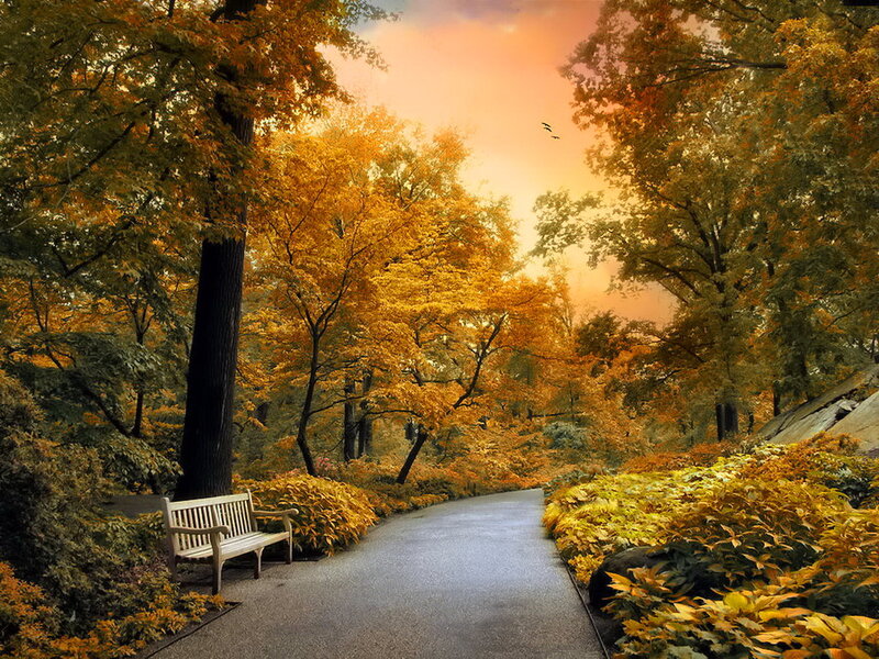 Wooden Bench in Park — Orange, Serene, Autumn, Photograph, Path