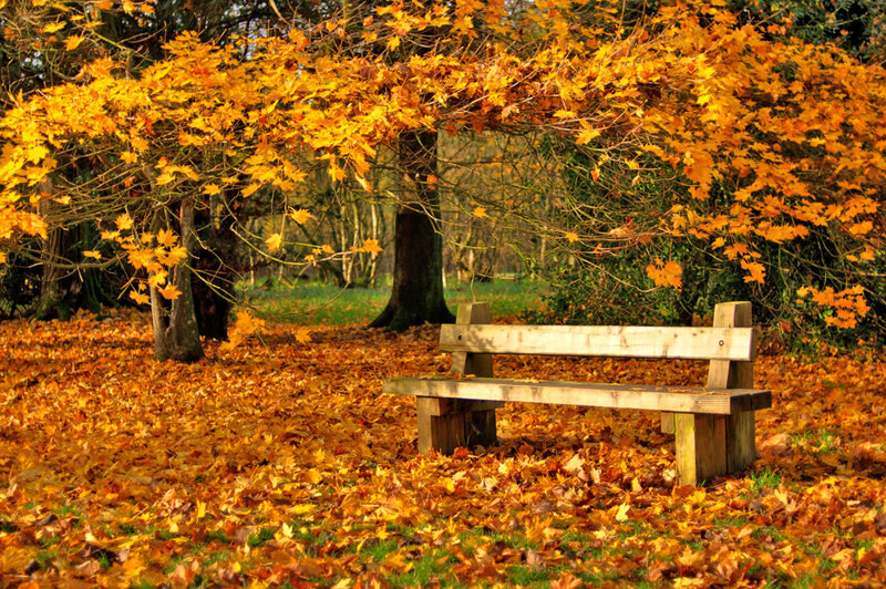 Wooden Bench in Park — Orange, Serene, Autumn, Photograph