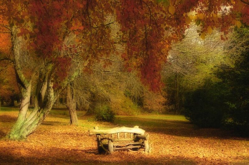 Wooden Bench in Park — Orange, Serene, Autumn, Photograph, Tree