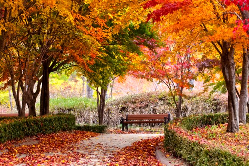Wooden Bench in Park — Orange, Serene, Autumn, Photograph, Trees, Path, Hedge