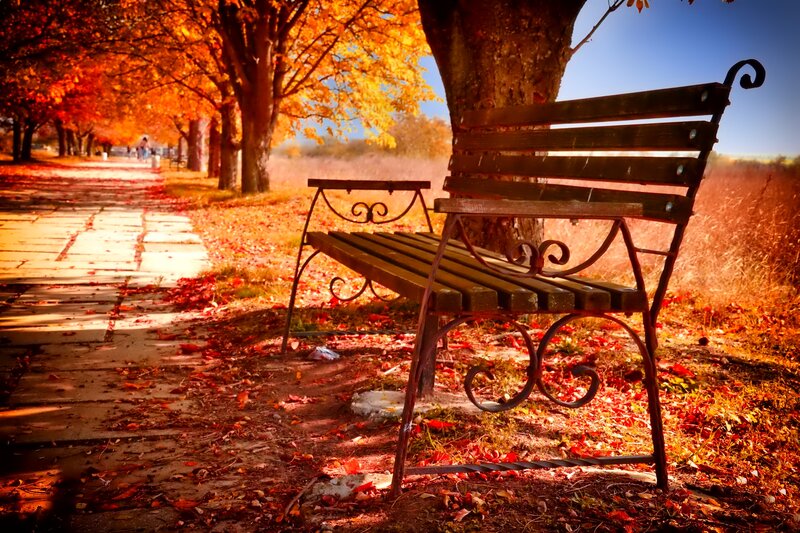 Wooden Bench in Park — Orange, Serene, Autumn, Photograph, Trees, Path