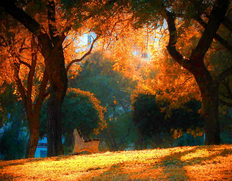 Wooden Bench in Park — Orange, Serene