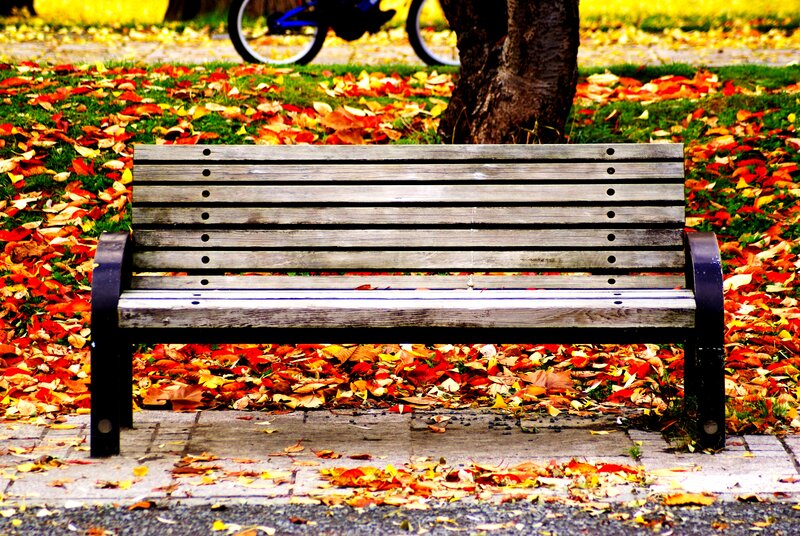 Wooden Bench in Park — Red, Serene, Autumn, Photograph, Fallen Leaves