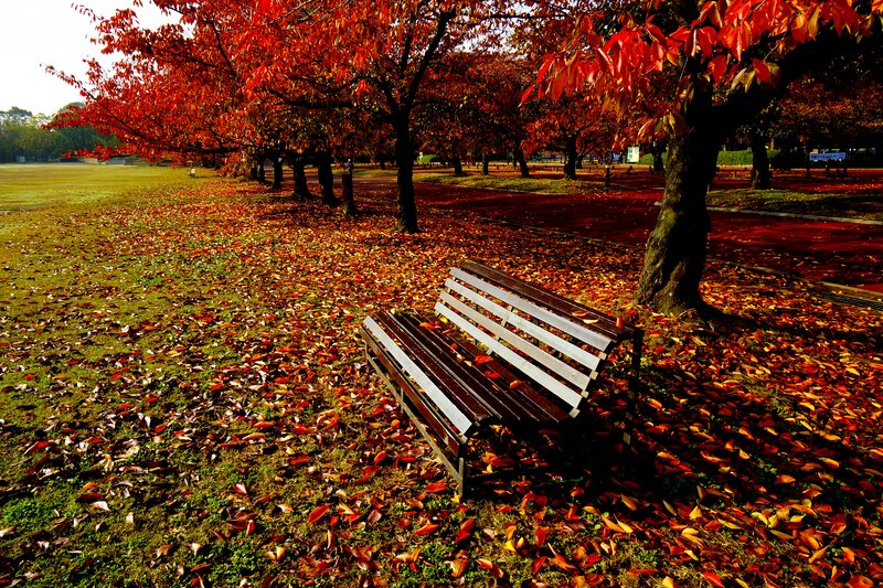 Wooden Bench in Park — Red, Serene, Autumn, Photograph