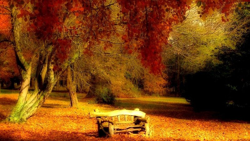 Wooden Bench in Park — Red, Serene, Autumn