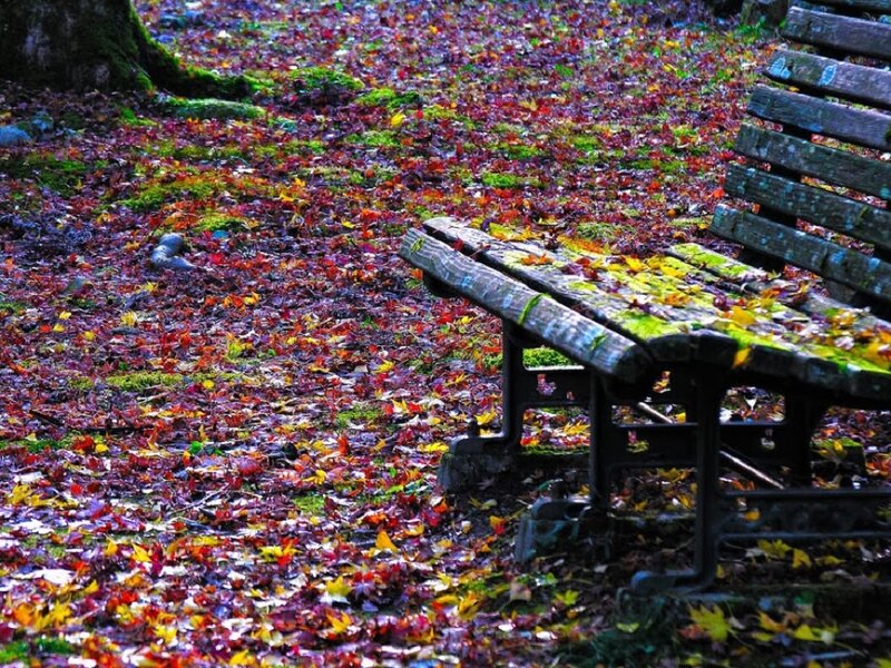 Wooden Bench in Park — Red, Serene