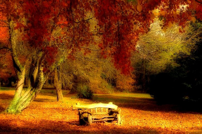 Wooden Bench in Park — Red