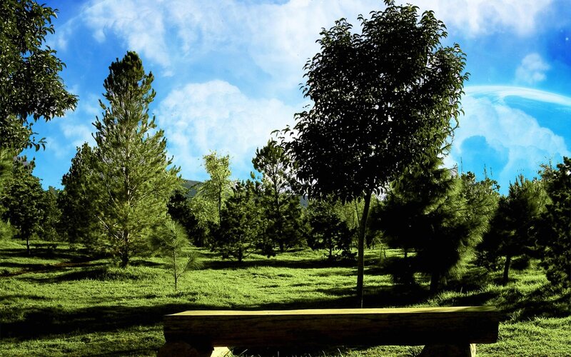 Wooden Bench in Park — Trees