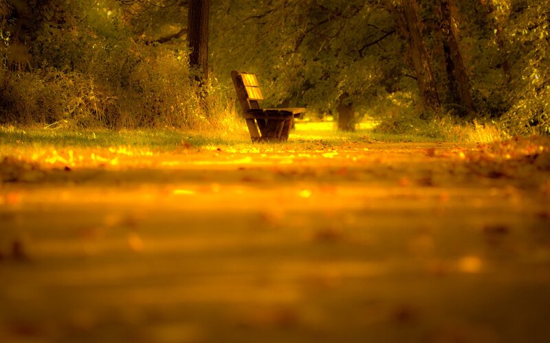 Wooden Bench in Park — Yellow, Serene, Autumn, Photograph, Path