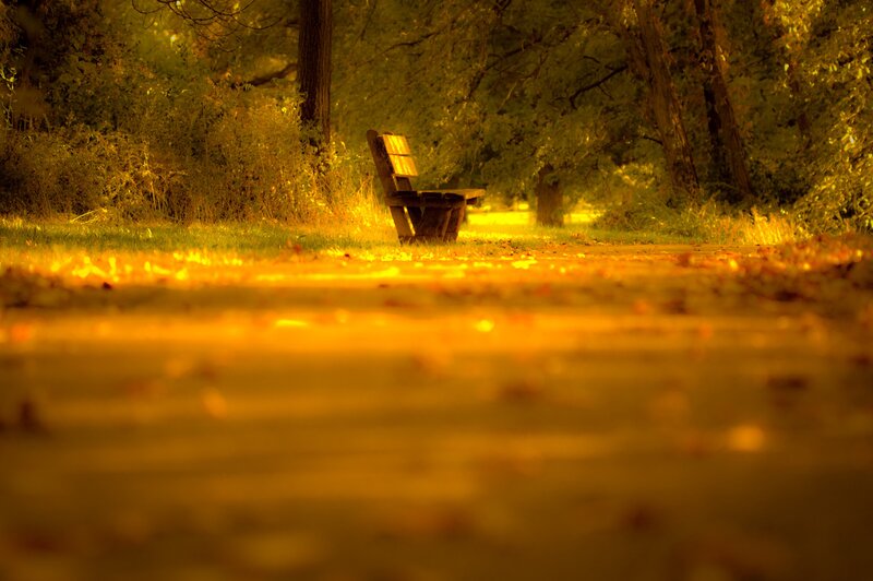 Wooden Bench in Park — Yellow, Serene, Autumn, Photograph, Path, Trees
