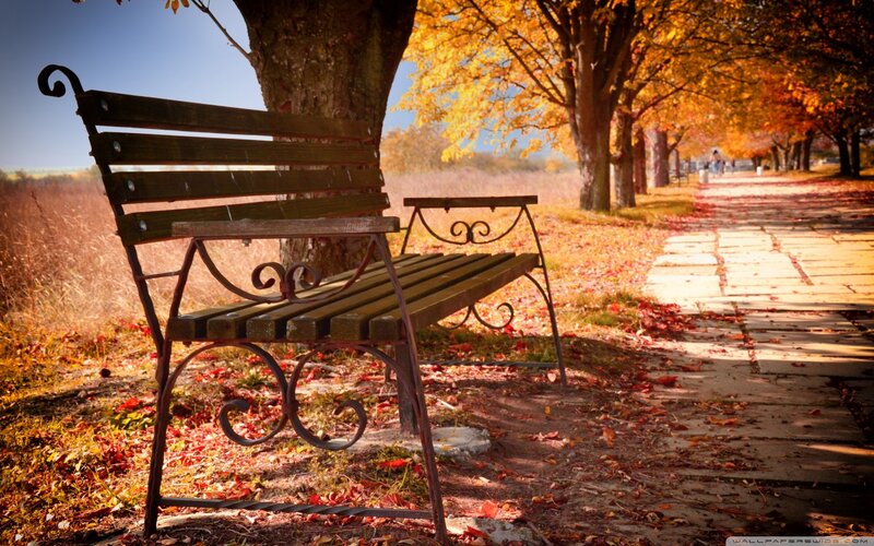 Wooden Bench in Park — Yellow, Serene, Autumn, Photograph, Tree, Path