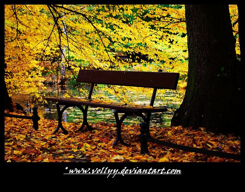 Wooden Bench in Park — Yellow, Serene, Autumn, Photograph, Tree
