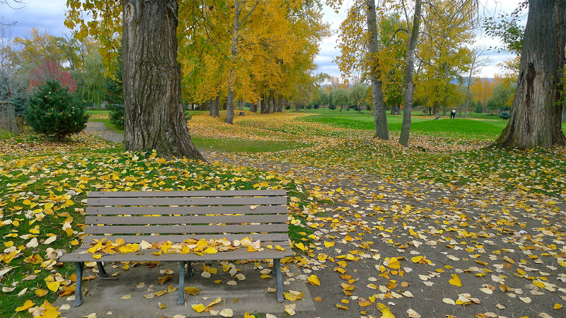 Wooden Bench in Park — Yellow, Serene, Autumn, Photograph, Trees, Fallen Leaves