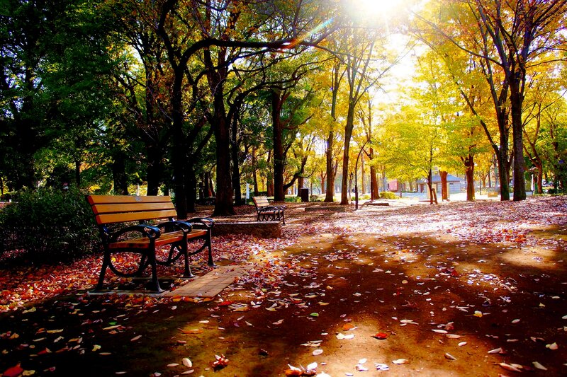 Wooden Bench in Park — Yellow, Serene, Autumn, Photograph, Trees, Leaves