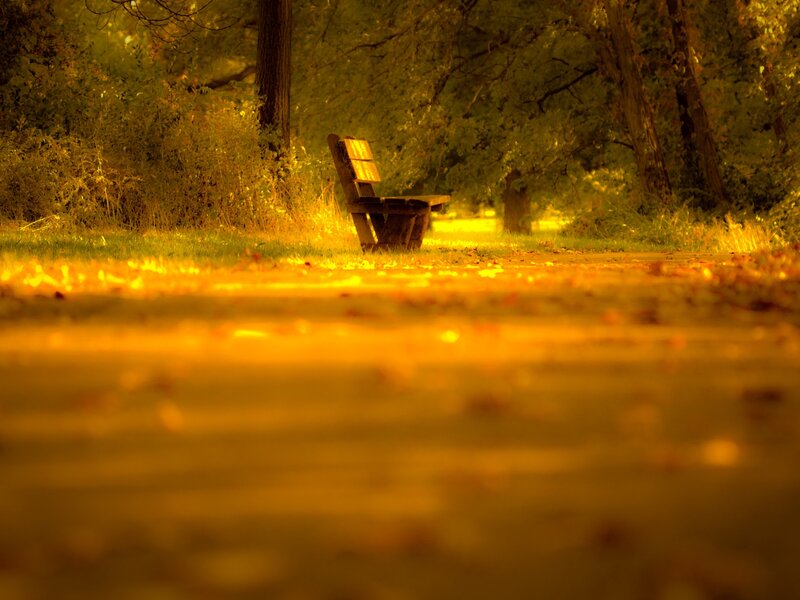 Wooden Bench in Park — Yellow, Serene, Autumn, Photograph, Trees, Path