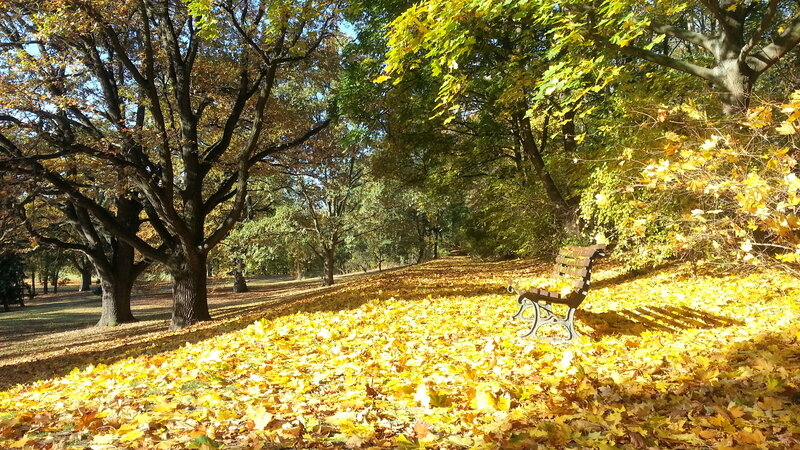 Wooden Bench in Park — Yellow, Serene, Autumn, Photograph, Trees