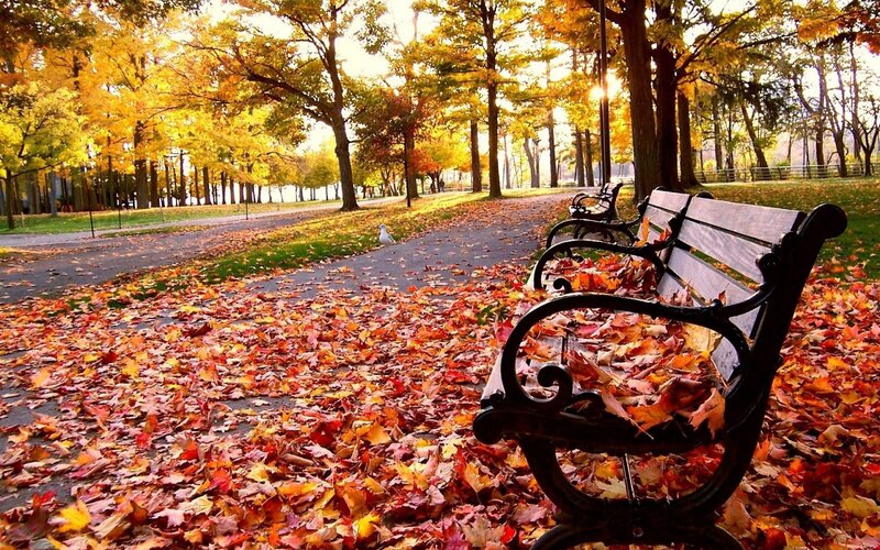 Wooden Bench in Park — Yellow, Serene
