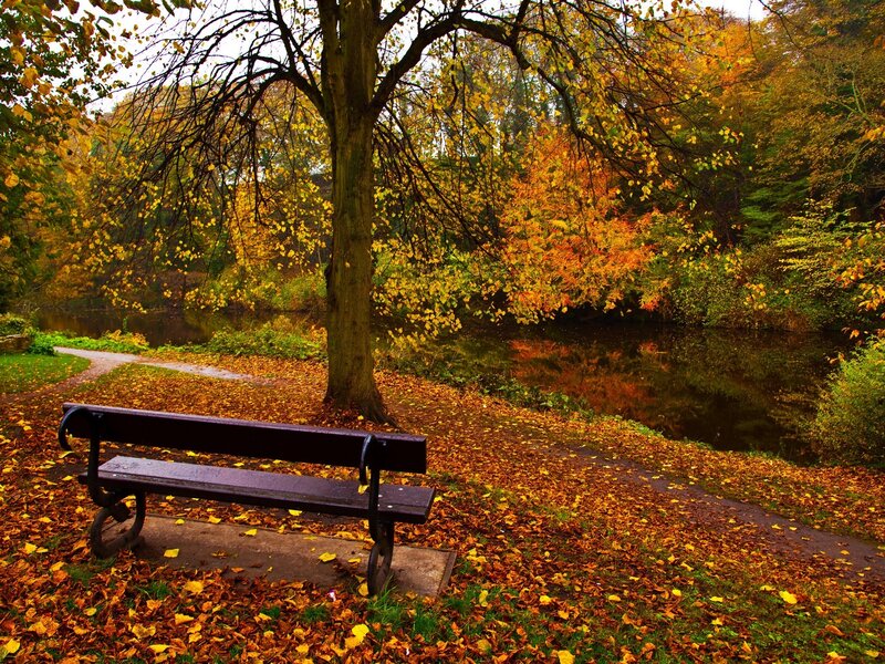 Wooden Bench in Park — Yellow