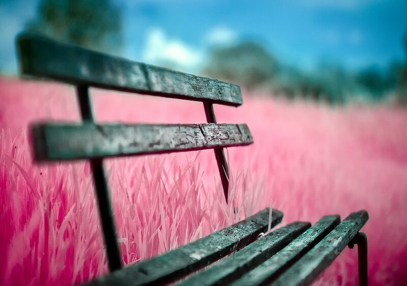 Wooden Bench in Pink Field