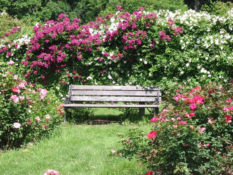 Wooden Bench in Rose Garden — Green