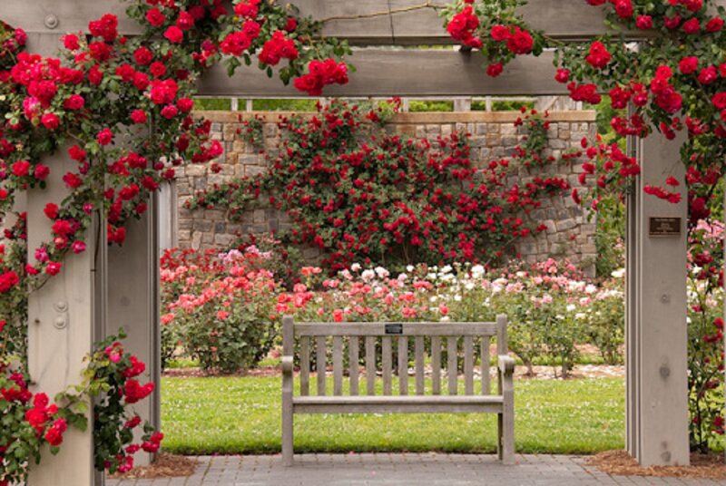 Wooden Bench in Rose Garden — Red
