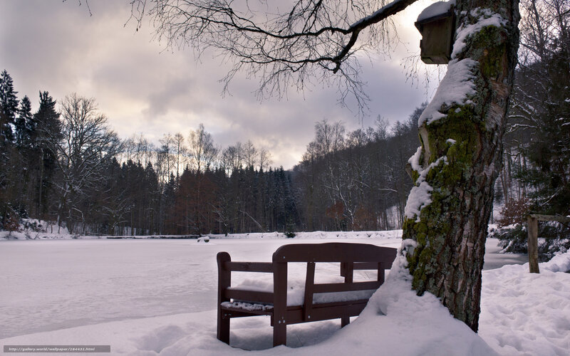 Wooden Bench in Snow — White, Serene, Winter, Photograph, Tree