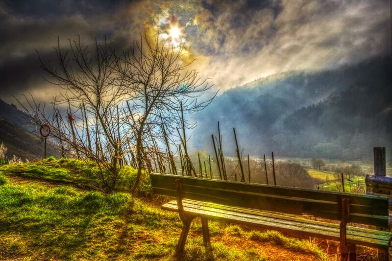 Wooden Bench in Vineyard — Green