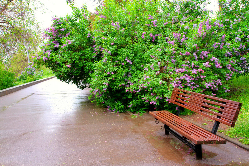Wooden Bench Near Lilac Bush