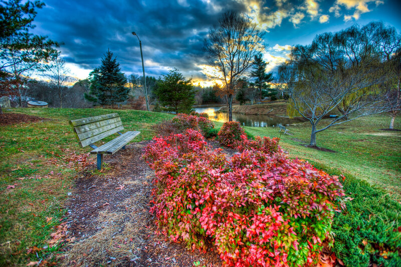 Wooden Bench Near Pond
