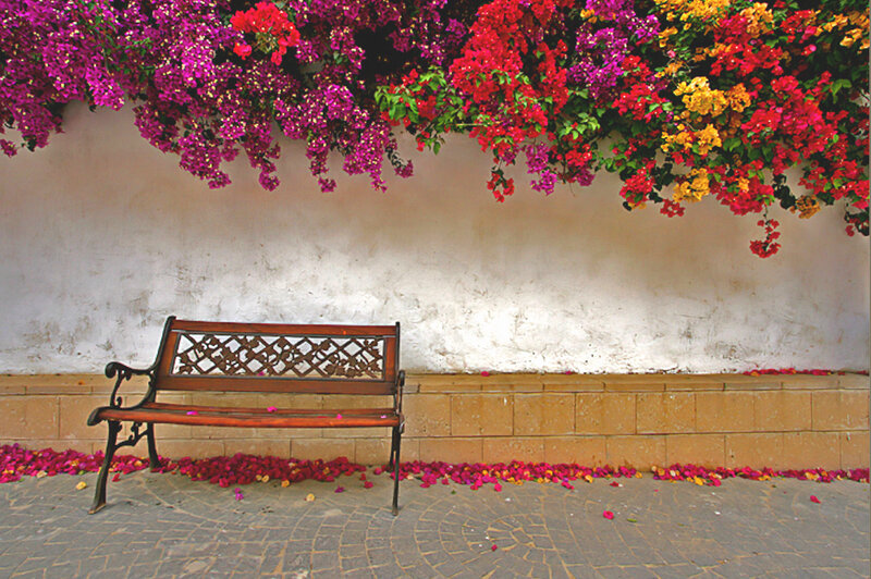 Wooden Bench under Flowers — Pink