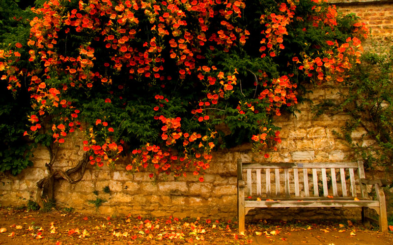 Wooden Bench under Flowers