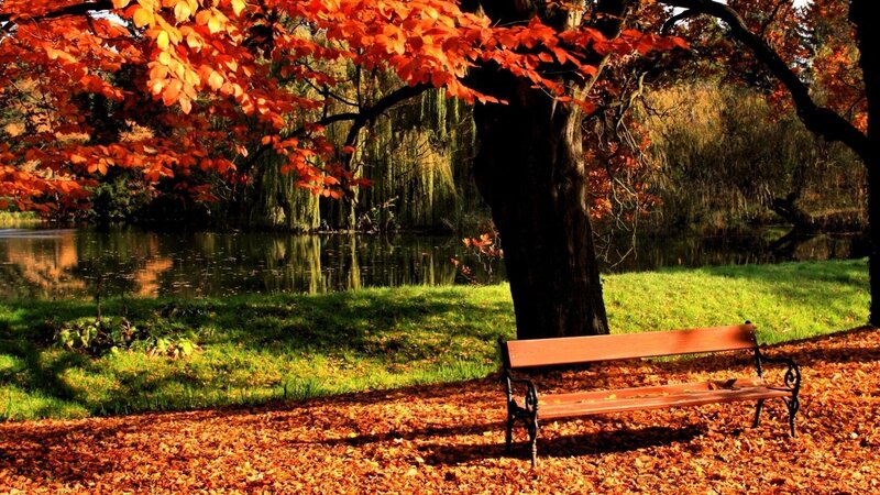 Wooden Bench under Tree — Autumn
