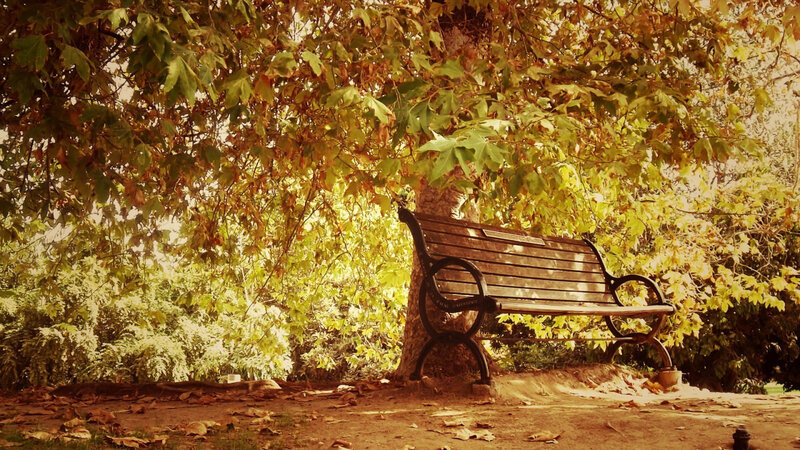 Wooden Bench under Tree — Brown, Serene, Autumn